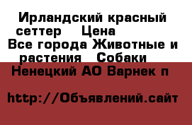 Ирландский красный сеттер. › Цена ­ 30 000 - Все города Животные и растения » Собаки   . Ненецкий АО,Варнек п.